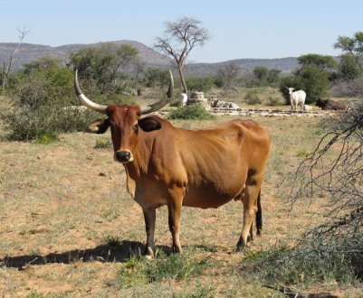 Непросте завдання для тваринників Намібії