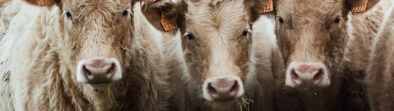 Худобу з України полетить до Іраку з Миколаївського аеропорту