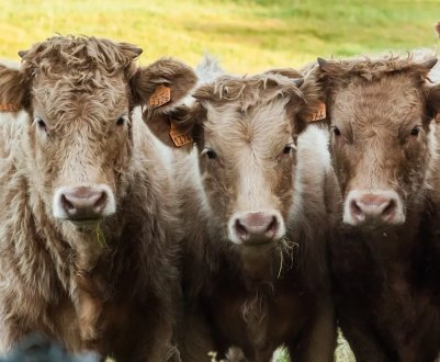 Худобу з України полетить до Іраку з Миколаївського аеропорту