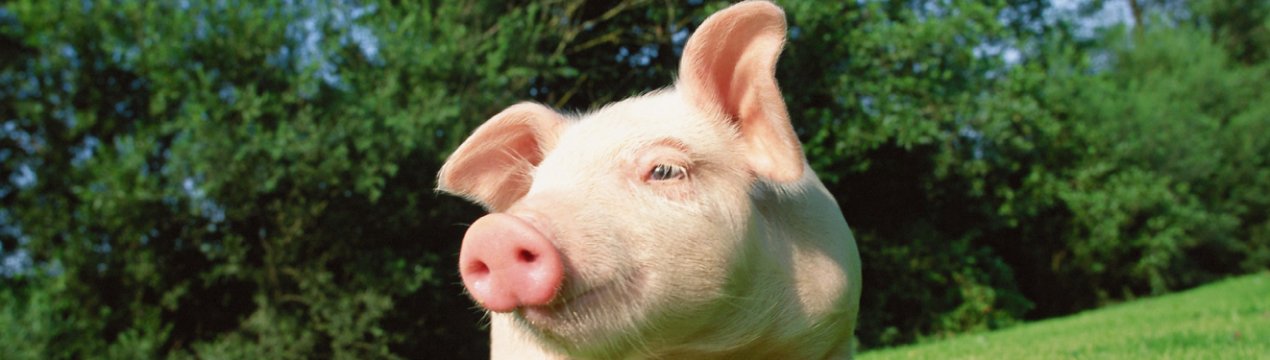 У США почнуть тестувати хворих і мертвих свиней на наявність вірусу чуми свиней