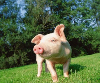 У США почнуть тестувати хворих і мертвих свиней на наявність вірусу чуми свиней