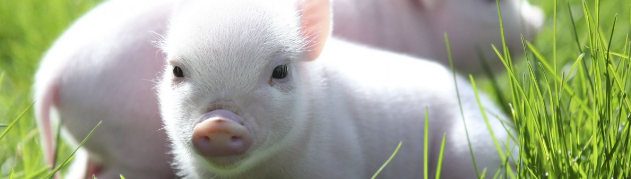 Канадський виробник добрив вважає, що АЧС шкодить попиту на зерно та олійні культури