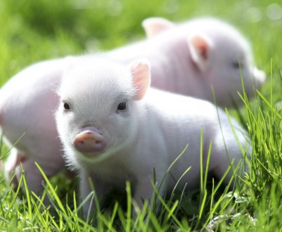 Канадський виробник добрив вважає, що АЧС шкодить попиту на зерно та олійні культури