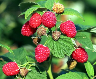 Осіння посадка малини: покрокове керівництво, переваги і недоліки