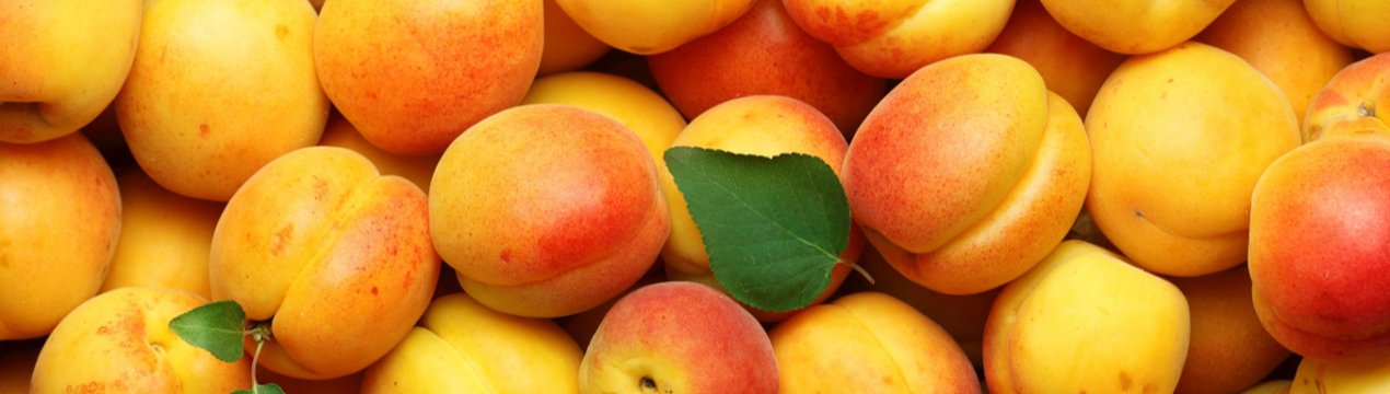 Без зав'язі і без листя: абрикосові дерева Дніпропетровської області вразив моніліоз