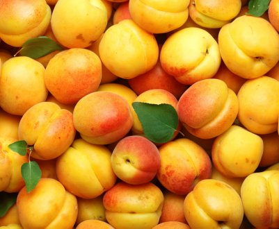 Без зав'язі і без листя: абрикосові дерева Дніпропетровської області вразив моніліоз