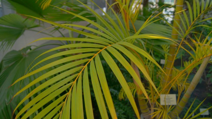 Хрізалідокарпус жовтуватий Хрізалідокарпус жовтуватий