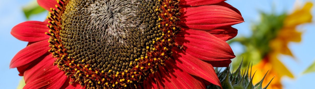 Сільгоспвиробники Житомирської області зазнали збитків від недавньої негоди