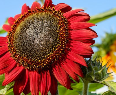 Сільгоспвиробники Житомирської області зазнали збитків від недавньої негоди