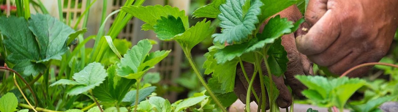 Советы по уходу за клубникой после сбора урожая. . Советы по уходу за клубникой после сбора урожая фото. Советы по уходу за клубникой после сбора урожая-. картинка Советы по уходу за клубникой после сбора урожая. картинка . Наверное, не найти такого садовода, который бы не выращивал на своем огороде клубнику. Ведь её любят и дети, и взрослые. Душистые сочные ягоды не только вкусные, но и очень полезные, поскольку богаты витаминами и минералами.