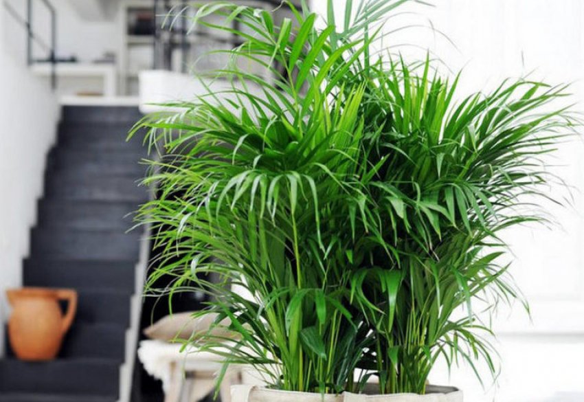 Хрізалідокарпус мадагаскарський Хрізалідокарпус мадагаскарський