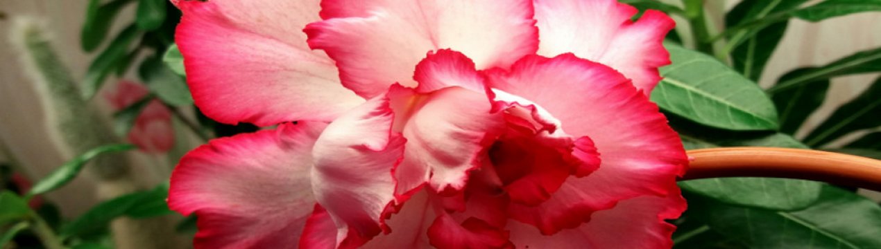 Аденіум: опис сортів, вирощування рослини будинку, догляд