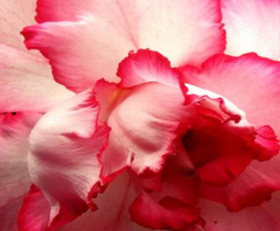 Аденіум: опис сортів, вирощування рослини будинку, догляд