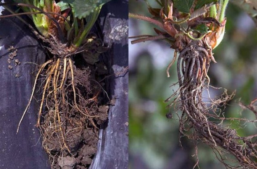 Фітофтороз полуниці Фітофтороз полуниці