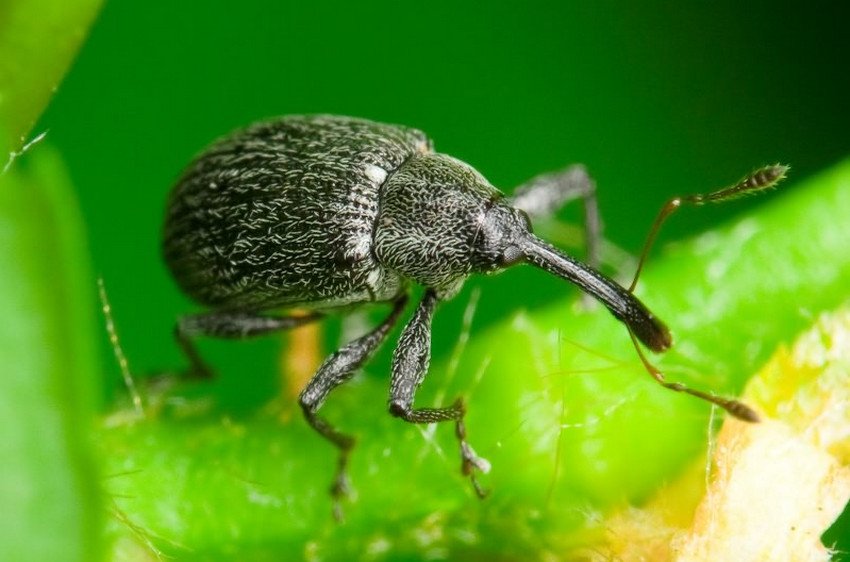 Суничний довгоносик Суничний довгоносик