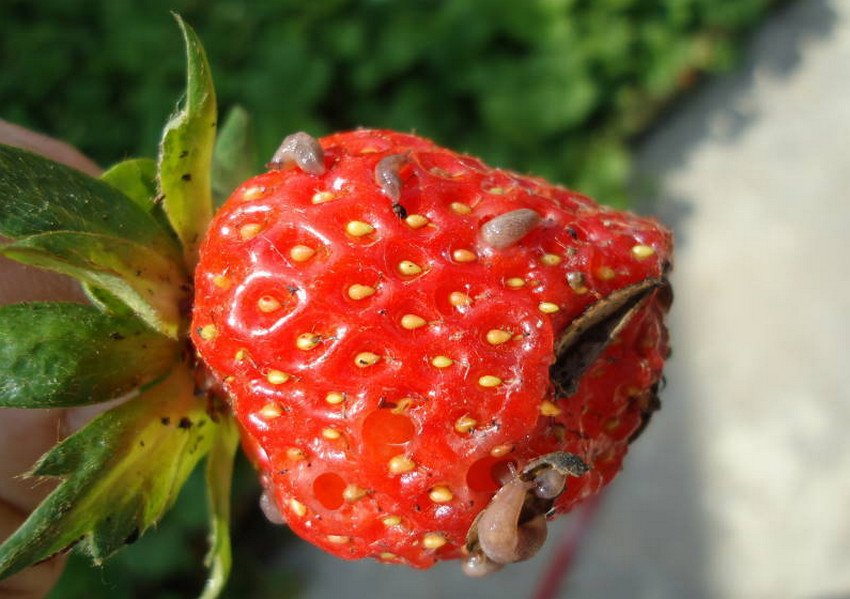 Слимаки на полуниці Слимаки на полуниці