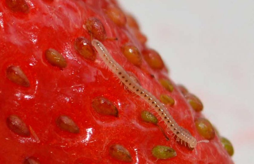 Полунична нематода Полунична нематода