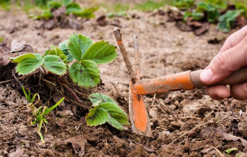 Розпушування грунту полуниці Розпушування грунту полуниці