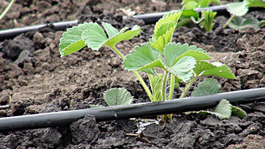 Крапельний полив полуниці Крапельний полив полуниці