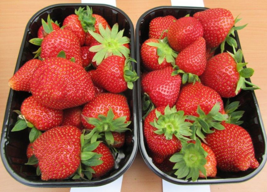 Полуниця Дарселект Полуниця Дарселект