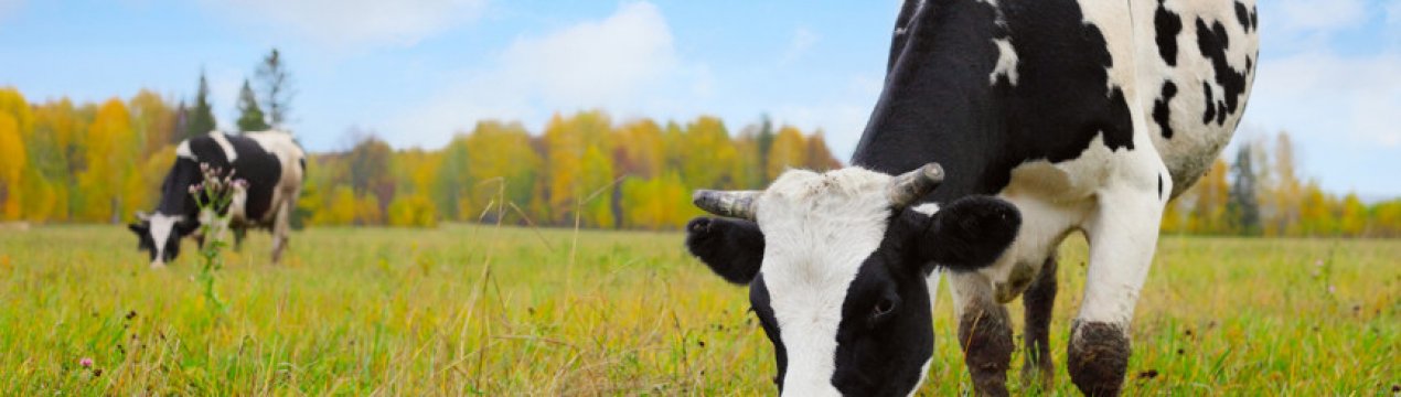 Як лікувати атонію передшлунків у ВРХ