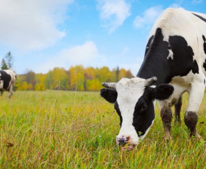 Як лікувати атонію передшлунків у ВРХ
