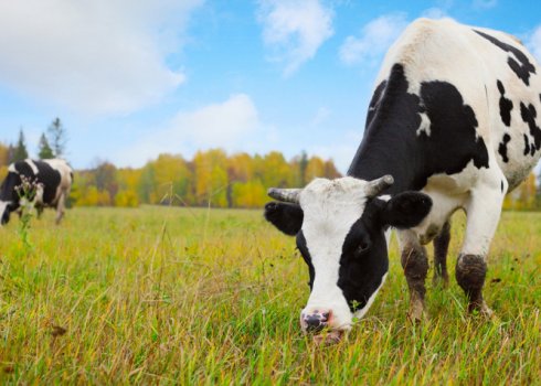 Как лечить атонию преджелудков у КРС