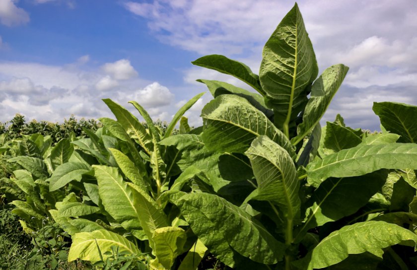 Табак Какие сорта выращивают в средней полосе России?