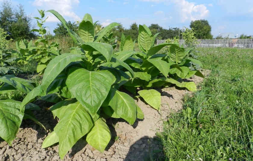 Табак Какие сорта выращивают в средней полосе России?