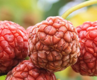 Опис деревоподібної полуниці