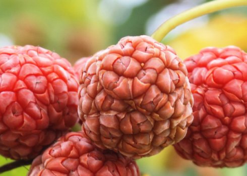 Опис деревоподібної полуниці