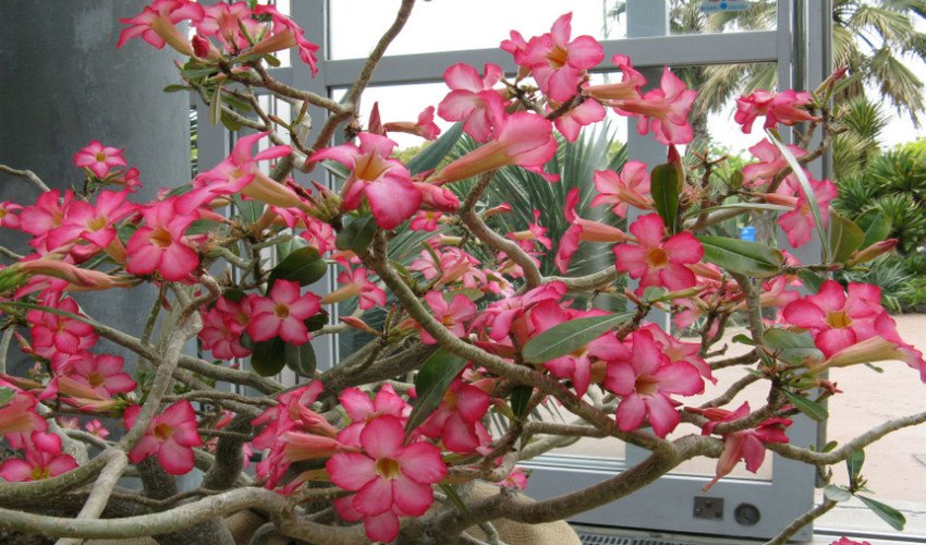 Абесум Абесум