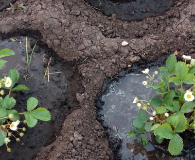 Підгодівля полуниці навесні: коли і чим?