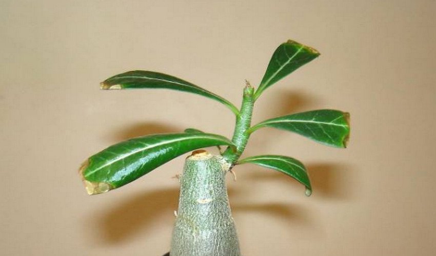 Сомалійський Сомалійський