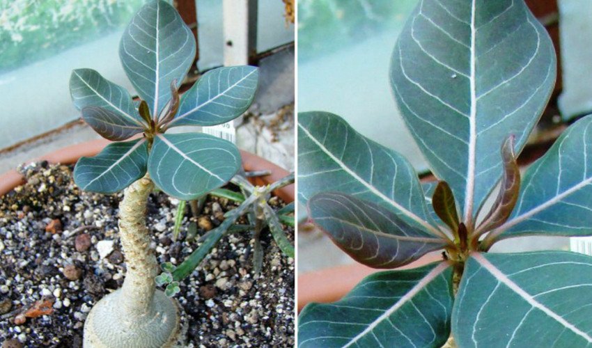 Сокотранский Сокотранский