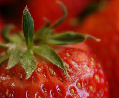 Детальний опис та характеристика полуниці