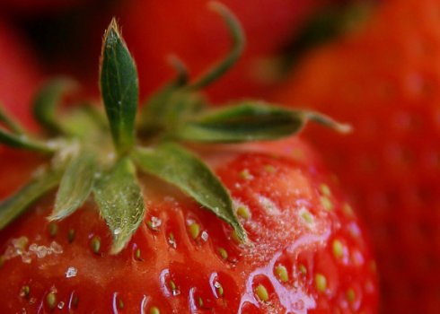 Детальний опис та характеристика полуниці