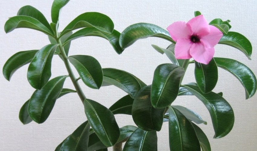 Adenium boehmianum Adenium boehmianum