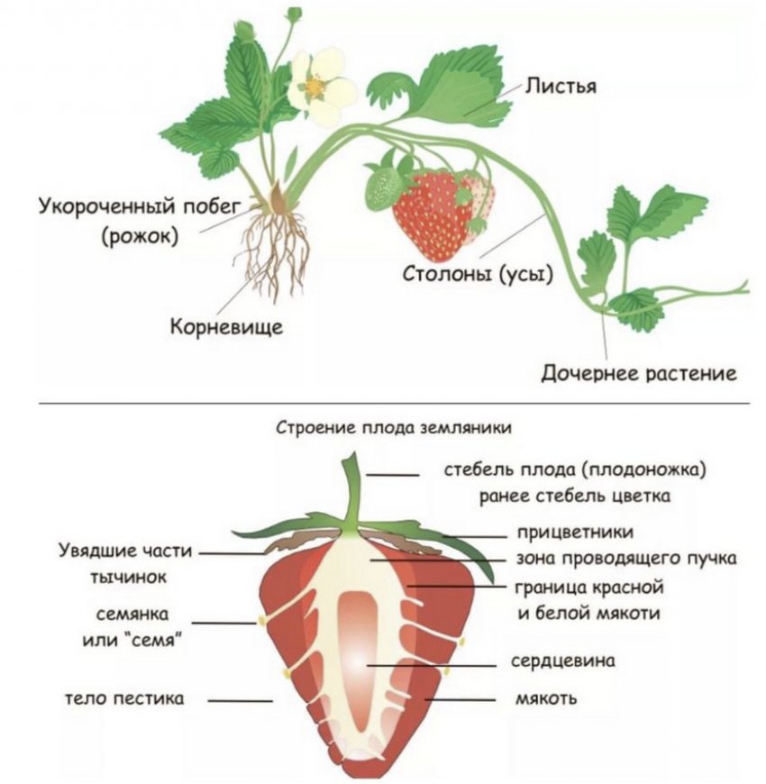 Сколько весил средняя клубника. 79065.prp5d0.850. Сколько весил средняя клубника фото. Сколько весил средняя клубника-79065.prp5d0.850. картинка Сколько весил средняя клубника. картинка 79065.prp5d0.850. Регулярная пересадка клубники – неотъемлемая часть агротехники этой любимейшей во всем мире ягодной культуры. Обычно на одном месте кустик клубники плодоносит не более четырех лет, а затем стареет, начинает часто болеть и в итоге вовсе перестает давать урожай.