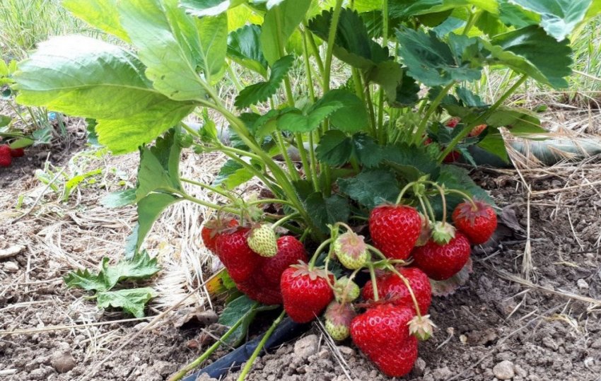 Сколько весил средняя клубника. 79067.prp5vc.850. Сколько весил средняя клубника фото. Сколько весил средняя клубника-79067.prp5vc.850. картинка Сколько весил средняя клубника. картинка 79067.prp5vc.850. Регулярная пересадка клубники – неотъемлемая часть агротехники этой любимейшей во всем мире ягодной культуры. Обычно на одном месте кустик клубники плодоносит не более четырех лет, а затем стареет, начинает часто болеть и в итоге вовсе перестает давать урожай.