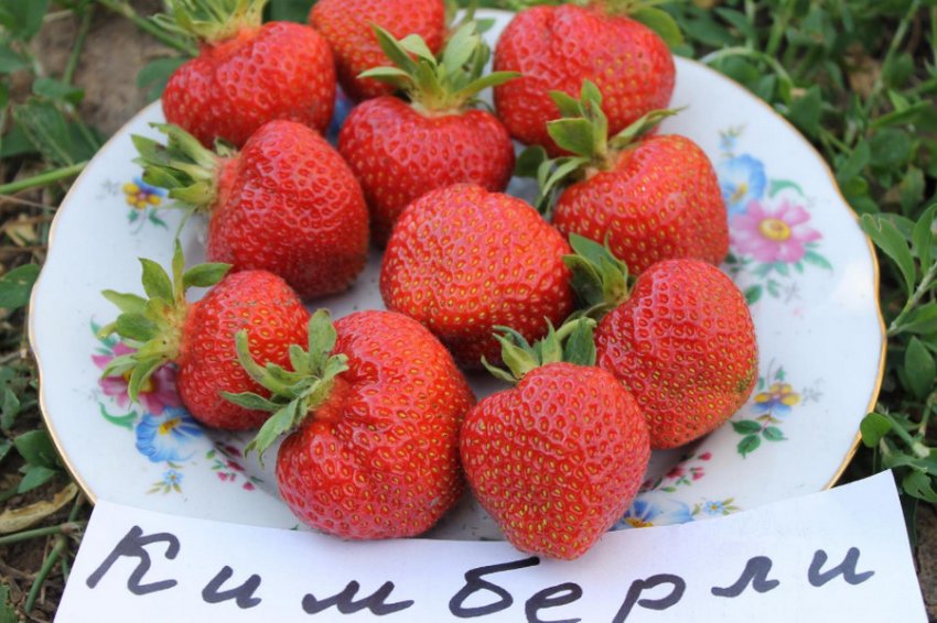 Сколько весил средняя клубника. 79071.prp6c0.850. Сколько весил средняя клубника фото. Сколько весил средняя клубника-79071.prp6c0.850. картинка Сколько весил средняя клубника. картинка 79071.prp6c0.850. Регулярная пересадка клубники – неотъемлемая часть агротехники этой любимейшей во всем мире ягодной культуры. Обычно на одном месте кустик клубники плодоносит не более четырех лет, а затем стареет, начинает часто болеть и в итоге вовсе перестает давать урожай.