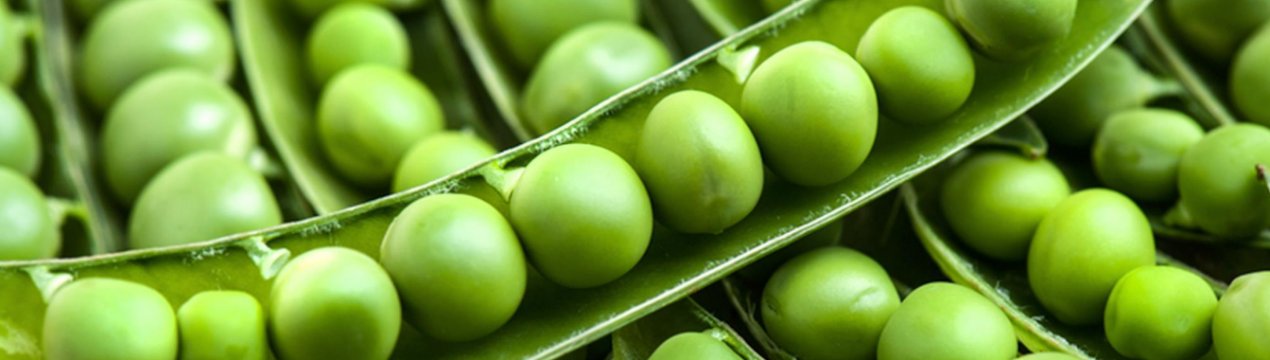 Як в домашніх умовах правильно засолити горох