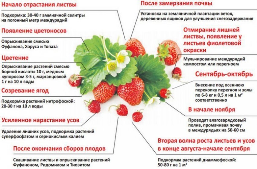 Сколько весил средняя клубника. 79079.prp74c.850. Сколько весил средняя клубника фото. Сколько весил средняя клубника-79079.prp74c.850. картинка Сколько весил средняя клубника. картинка 79079.prp74c.850. Регулярная пересадка клубники – неотъемлемая часть агротехники этой любимейшей во всем мире ягодной культуры. Обычно на одном месте кустик клубники плодоносит не более четырех лет, а затем стареет, начинает часто болеть и в итоге вовсе перестает давать урожай.