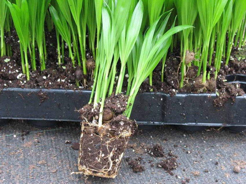 Пересадка ріки Пересадка ріки