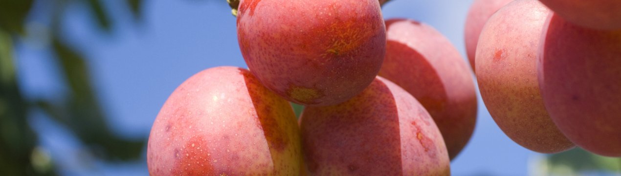 Опис гібридів абрикоси