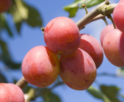 Опис гібридів абрикоси