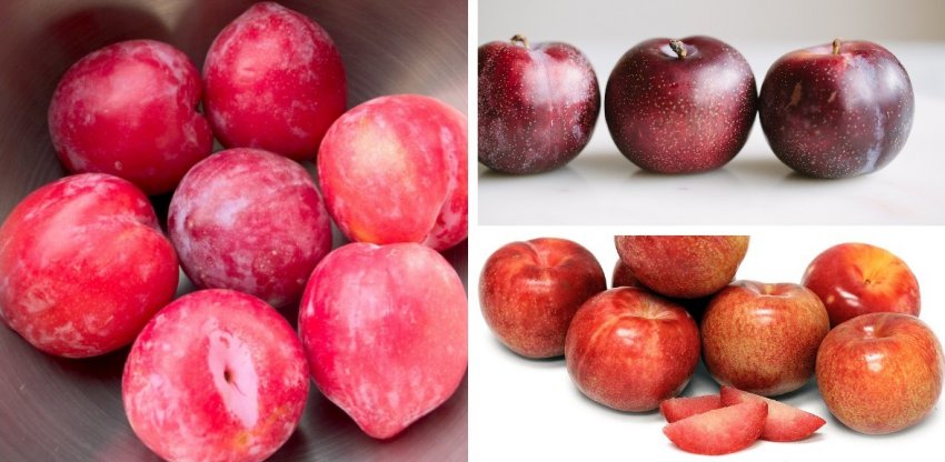 Гібрид Плумкот Гібрид Плумкот