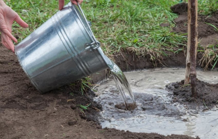 Полив абрикоса Полив абрикоса