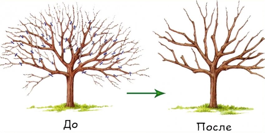 Проріджування крони дерева Проріджування крони дерева
