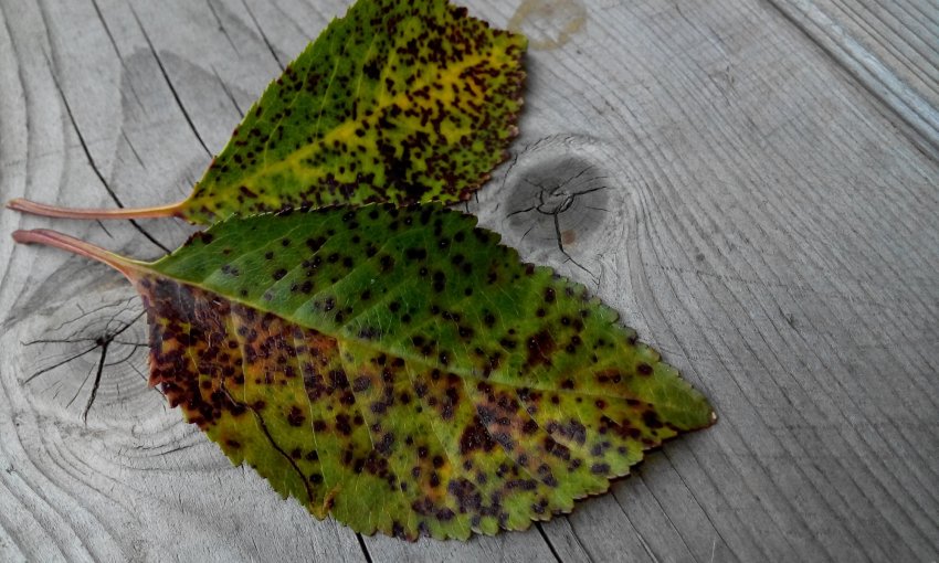 Кокомікоз абрикоса Кокомікоз абрикоса